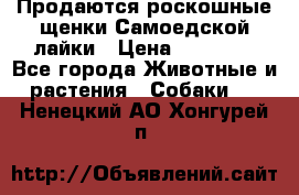 Продаются роскошные щенки Самоедской лайки › Цена ­ 40 000 - Все города Животные и растения » Собаки   . Ненецкий АО,Хонгурей п.